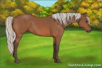 Horse Color:Silver Bay 