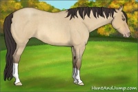Horse Color:Amber Champagne Roan Dun