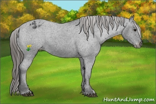 Horse Color:Black Appaloosa