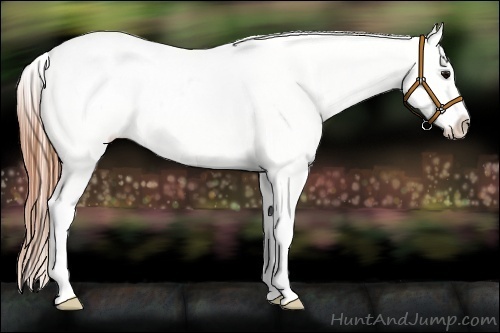Horse Color:Grullo Roan Splash Varnish 