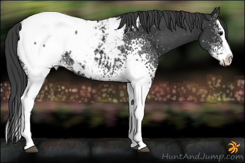 Horse Color:White Spotted Black Splash Snowcap 