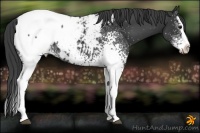 Horse Color:White Spotted Black Splash Snowcap