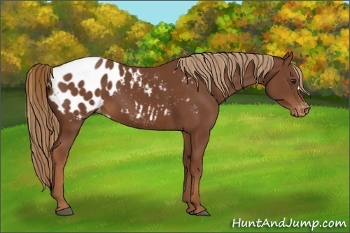 Horse Color:Chestnut Appaloosa 