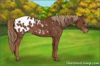 Horse Color:Chestnut Appaloosa 