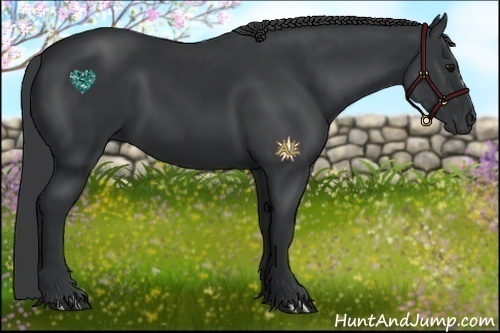 Horse Color:Black 
