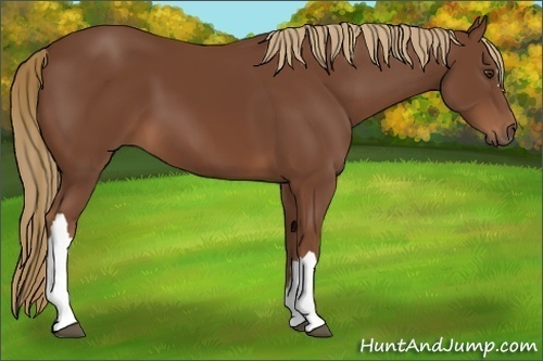 Horse Color:Chestnut 