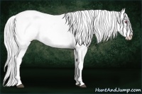 Horse Color:White Spotted Bay Chinchilla Onyx Appaloosa 