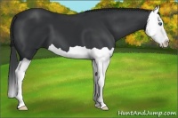 Horse Color:Black Splash