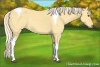 Horse Color:Palomino Roan Dun Tobiano 