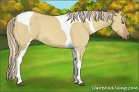 Horse Color:Palomino Dun Tobiano