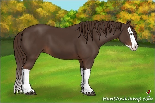 Horse Color:Liver Chestnut Splash 