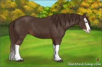 Horse Color:Liver Chestnut Splash 