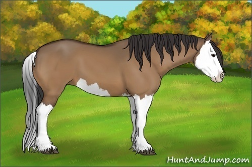 Horse Color:Bay Dun Splash 