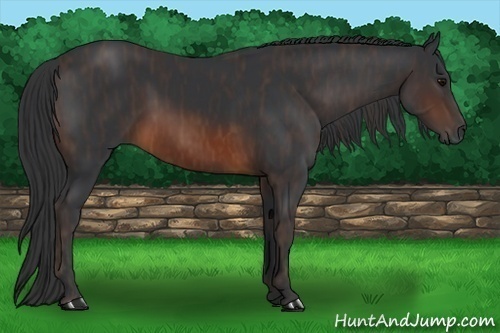 Horse Color:Brown  Brindle