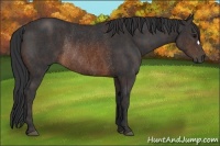 Horse Color:Brown Rabicano  Brindle