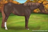 Horse Color:Liver Chestnut 