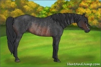 Horse Color:Brown Rabicano  and Brown Rabicano 