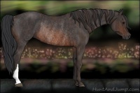 Horse Color:Brown Rabicano Brindle