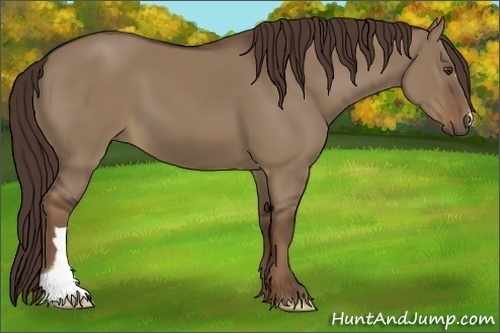 Horse Color:Liver Red Dun 