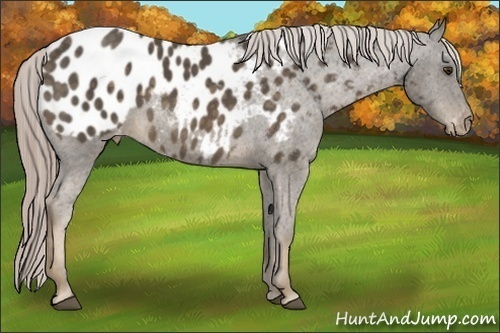 Horse Color:Chocolate Palomino Appaloosa 