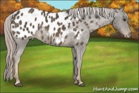 Horse Color:Chocolate Palomino Appaloosa 
