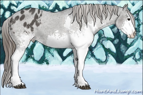 Horse Color:White Spotted Black Splash Appaloosa 