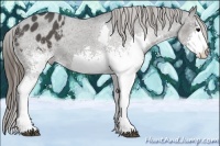 Horse Color:White Spotted Black Splash Appaloosa 