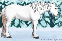 Horse Color:White Spotted Buckskin Appaloosa 