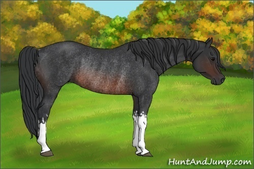 Horse Color:Brown Rabicano  and Brown Rabicano 