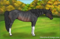 Horse Color:Brown Rabicano  and Brown Rabicano 