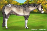 Horse Color:Brown Onyx Varnish Rabicano