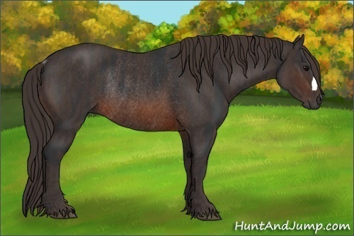 Horse Color:Brown Rabicano  Brindle