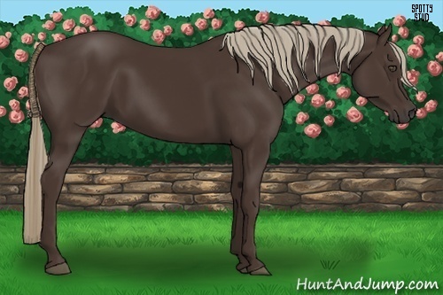 Horse Color:Liver Chestnut 