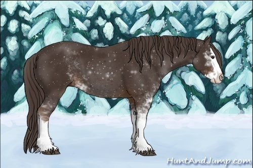 Horse Color:Liver Chestnut Sabino Splash 