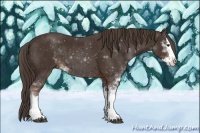 Horse Color:Liver Chestnut Sabino Splash