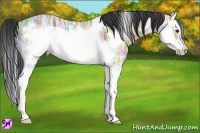 Horse Color:Bay Ice Splash Frame