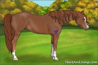 Horse Color:Chestnut Sabino