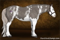Horse Color:White Spotted Silver Black Splash