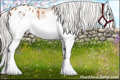 Horse Color:White Spotted Silver Bay Splash Appaloosa 