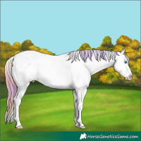 Horse Color:Nacre Classic Champagne Dun Splash Tobiano Appaloosa Rabicano 