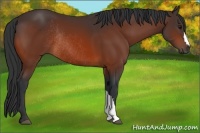 Horse Color:Bay Rabicano 