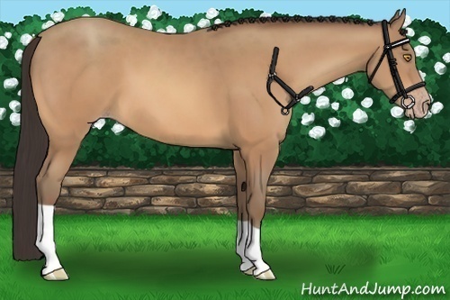 Horse Color:Amber Champagne 