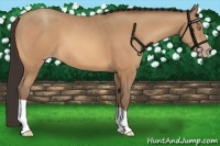 Horse Color:Amber Champagne 