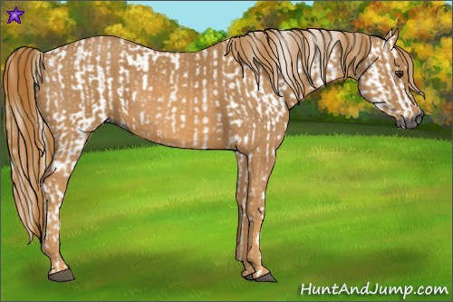 Horse Color:Gray White Spotted Chestnut  Brindle