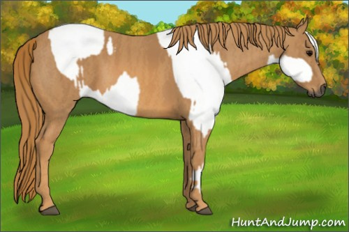 Horse Color:Gray White Spotted Black Brindle