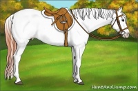 Horse Color:Bay Roan Splash Appaloosa 