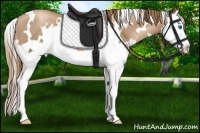 Horse Color:White Spotted Liver Chestnut Pearl Splash 