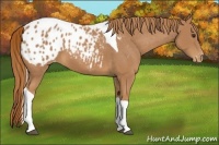 Horse Color:Chestnut Tobiano Appaloosa 