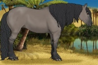 Horse Color:Grullo 