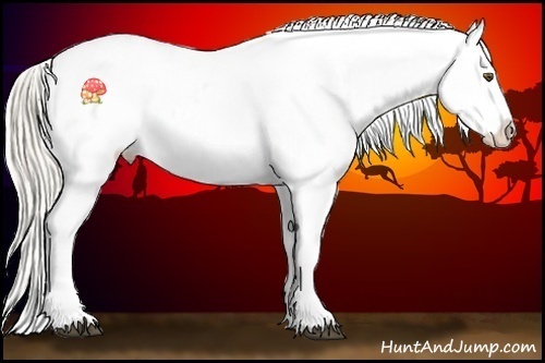 Horse Color:Chestnut Appaloosa 